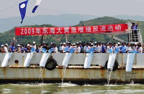 福建增殖放流300萬尾子一代大黃魚 圖為大黃魚增殖放流現(xiàn)場(6月6日攝)。 當日,農(nóng)業(yè)部與福建省政府聯(lián)合在寧德三都灣海域開展大黃魚增殖放流活動,300萬尾子一代大黃魚放流三都澳。近年來,福建省共投入資金3970多萬元,增殖放流魚、蝦、貝等苗種14.5億尾,通過連續(xù)多年的增殖放流,漁業(yè)資源明顯恢復,取得了顯著的生態(tài)、經(jīng)濟和社會效益。 新華社記者 魏培全 攝