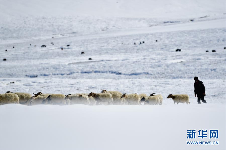 (社會)(1)雪后的嘉塘草原