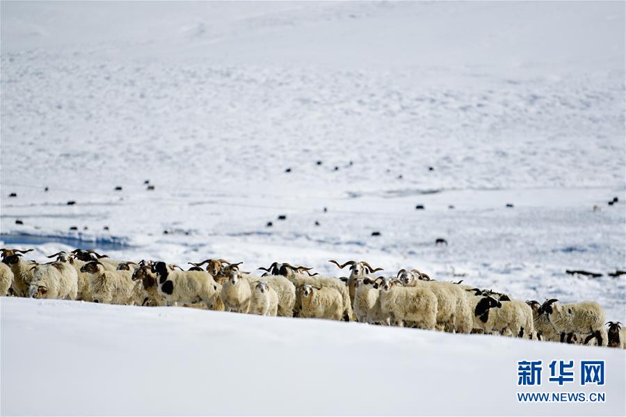 (社會)(3)雪后的嘉塘草原