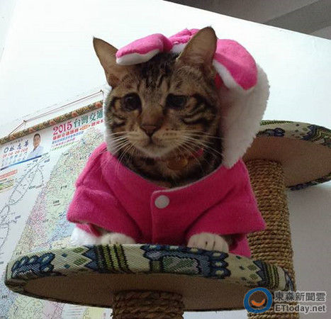 阿肥眼神很無辜。(圖片來源:臺灣ETtoday東森新聞云網站)