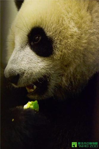 體驗(yàn)有機(jī)農(nóng)作 圓仔大啃“美人腿” 體驗(yàn)有機(jī)農(nóng)作 圓仔大啃“美人腿”