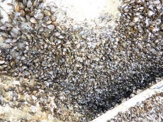 大黃鴨在高雄碼頭展一個(gè)月浮臺(tái)布滿小貝殼