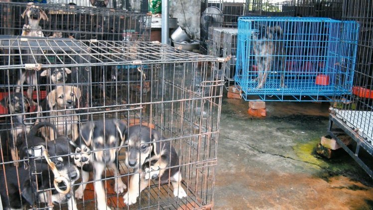 狗園里一窩剛出生的小狗,鄰近居民質(zhì)疑林媽媽狗園假收容之名,行繁殖之實,但狗園主人否認。 狗園里一窩剛出生的小狗,鄰近居民質(zhì)疑林媽媽狗園假收容之名,行繁殖之實,但狗園主人否認。