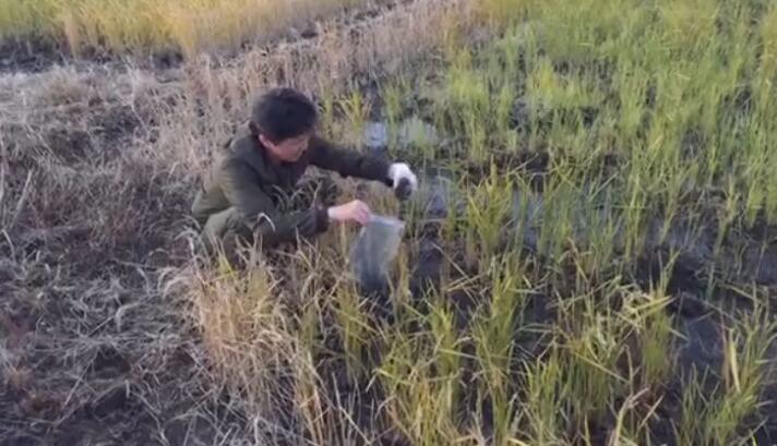 臺灣民團赴日本實測核污染值 千葉縣稻田現(xiàn)銫-137 臺灣民團赴日本實測核污染值 千葉縣稻田現(xiàn)銫-137