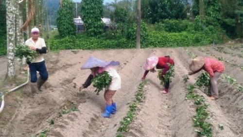 農(nóng)民嘆立春不雨,影響竹山地瓜存活率,若死亡只得補(bǔ)植。臺(tái)灣《聯(lián)合報(bào)》記者黑中亮/攝影