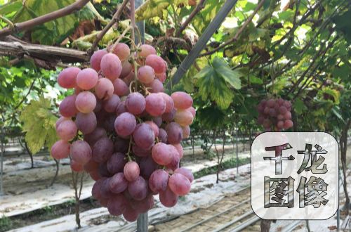 紅星村的優(yōu)質(zhì)葡萄基地,現(xiàn)已引進(jìn)美人指、紅地球、夏黑、秋黑等優(yōu)質(zhì)葡萄品種。