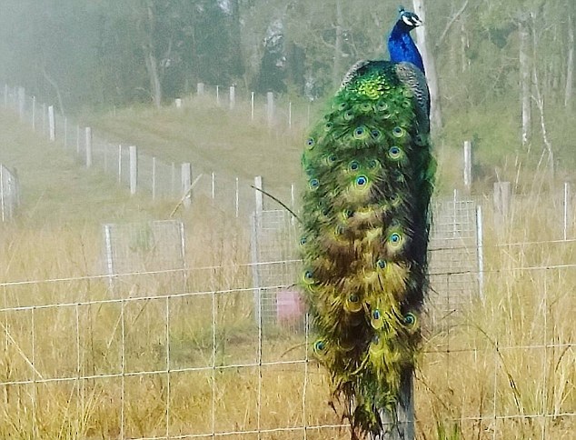 農場主養孔雀當寵物 美麗大鳥成雞群“守護神” 農場主養孔雀當寵物 美麗大鳥成雞群“守護神”