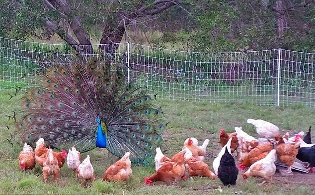 農場主養孔雀當寵物 美麗大鳥成雞群“守護神” 農場主養孔雀當寵物 美麗大鳥成雞群“守護神”