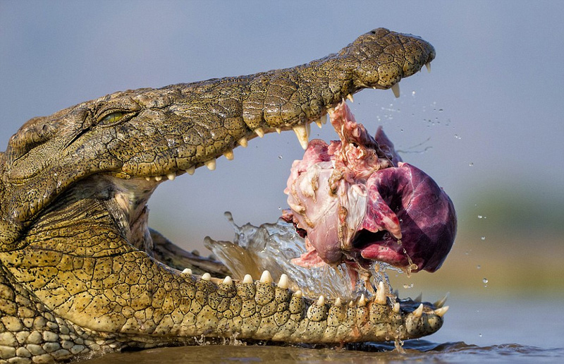 野生動物攝影 野生動物攝影