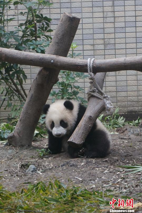 22452人次!“圓仔”見客第六日觀眾突破2萬(圖) 22452人次!“圓仔”見客第六日觀眾突破2萬(圖)