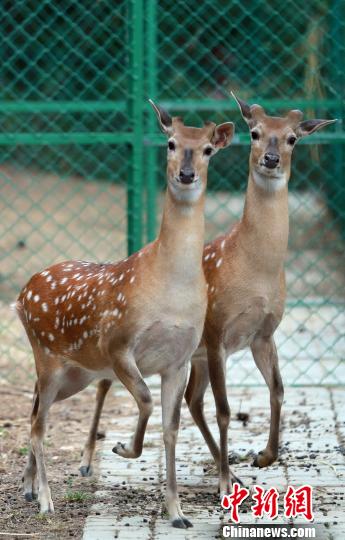 在威海劉公島國家森林公園生活的臺灣梅花鹿一家人丁興旺。圖為臺灣梅花鹿兄弟。 蔡潤連 攝