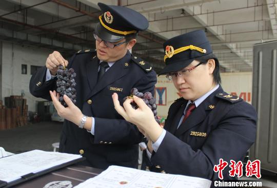 臺灣葡萄首登大陸(圖)