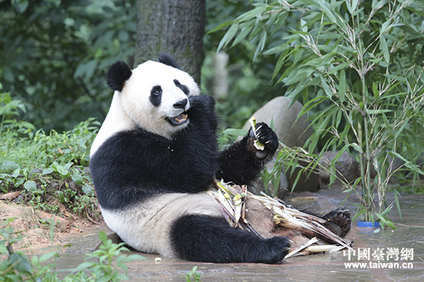 雅安碧峰峽大熊貓基地 雅安碧峰峽大熊貓基地