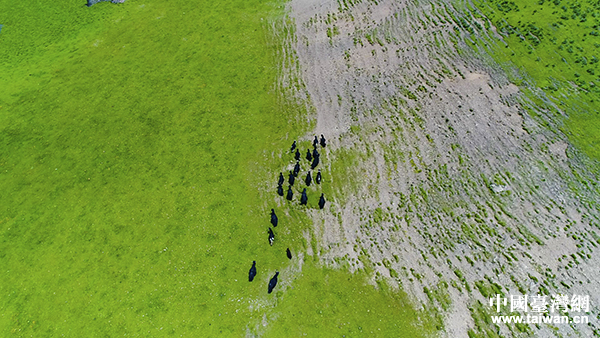 甘孜州草原風光 甘孜州草原風光